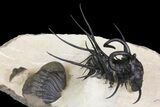 Dicranurus Trilobite - Free Standing Spines! #174200-4